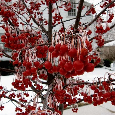 Japanska Jabuka Seme Bonsai Malus Sargentii Cena