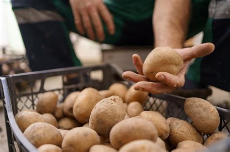 Granjero De Sexo Masculino Mayor Con Primer Plano De Papas Recolectadas