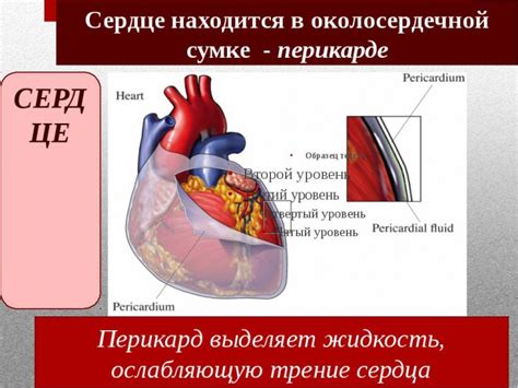 Жидкость в перикарде: причины появления и лечение