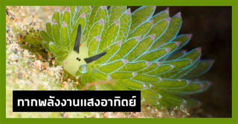 คลังความรู้ By Spokedark ทากทะเลที่ดูเผินๆ เหมือนแกะขนปุย แถมมันยัง