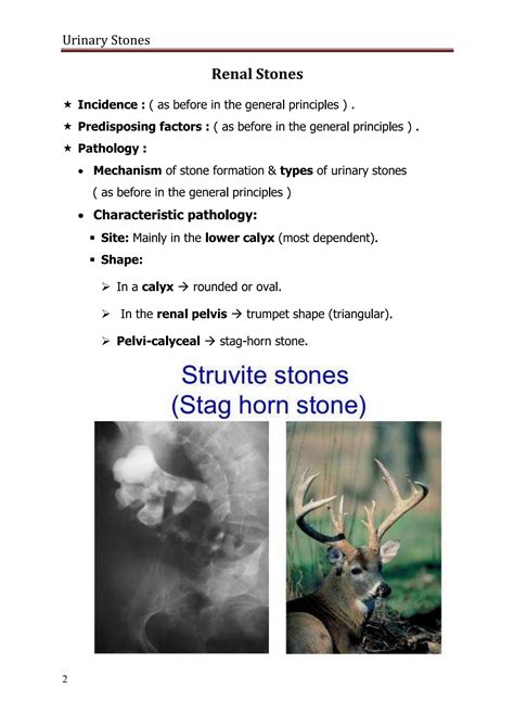 Solution Urinary Stones Urinary Stones Studypool