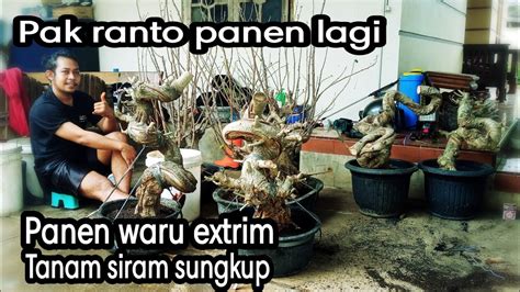 Hasil Panen Terbaru Waru India Di Galery Bonsai Pak Ranto Pemalangwaru