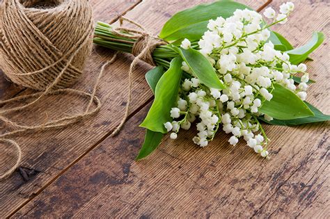 Fonds d ecran Muguet de mai Bouquets Fleurs télécharger photo