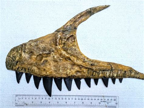 Descubrieron Los Restos De Un Dinosaurio Carnívoro Con Dientes De Tiburón Y Cola De Lagarto Era