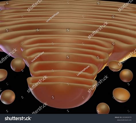 Isolated Golgi Apparatus Black Background D Stock Illustration