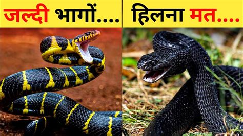 दुनिया के सबसे जहरीले सांप Top 10 Most Venomous Snake In The World