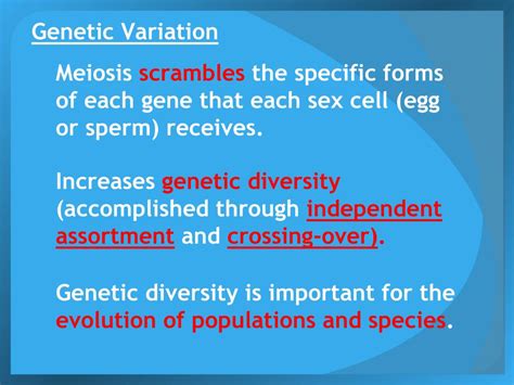 Ppt The Other Cell Division Making Sex Cells Powerpoint Presentation