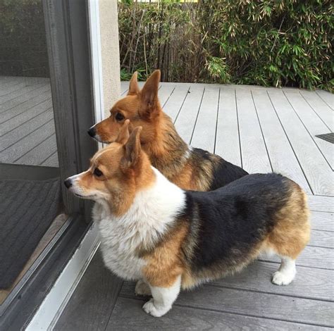 Son Buenos Perros Pembroke Welsh Corgis