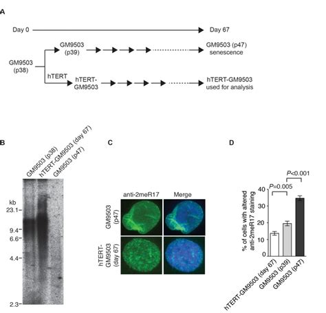 Methylated Trf Associates With The Nuclear Matrix And Serves As A