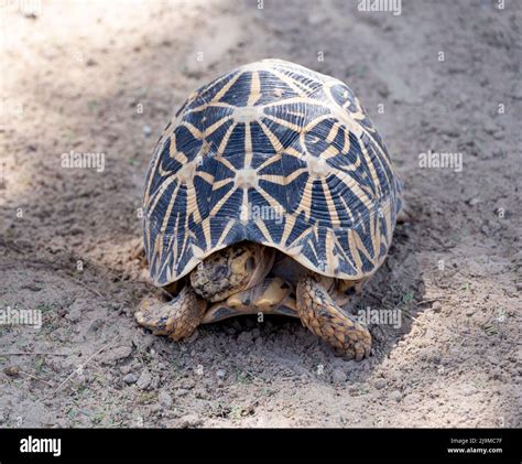 Beautiful and rare turtle captured at Dubai Safari Park zoological ...