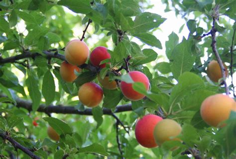 List Of Plum Tree Varieties Plum Tree Ripening Order List Plum Tree