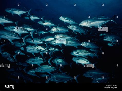 A School Of Bigeye Jacks Caranx Sexfasciatus Pacific Ocean Cocos