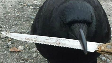 Crow Steals Knife From Scene Of Violent Crime The Week