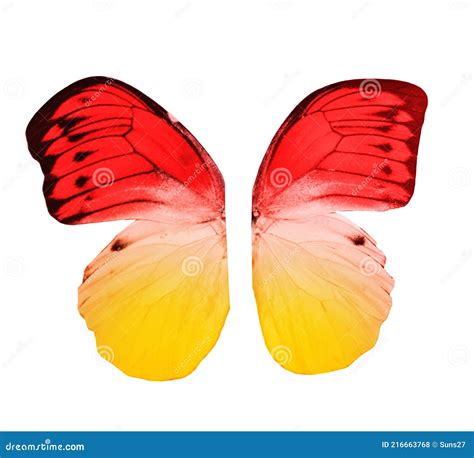 Color Butterfly Wings Isolated On White Stock Photo Image Of Moth