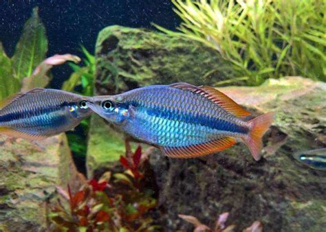 Coburg Aquarium Shop Live Fish Banded Rainbowfish Wonga Creek