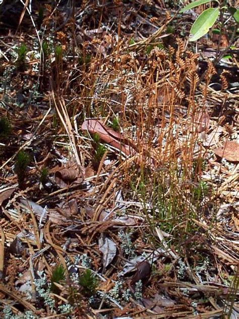 Curly Grass Fern