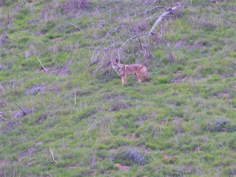 Chino Hills State Park (Telegraph Canyon)