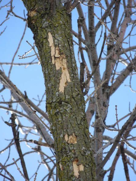 Protect Your Valuable Ash Trees Against Emerald Ash Borer Urban Milwaukee