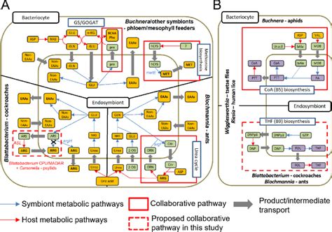 Schematic Representations Of Metabolic Interactions And Distribution Of