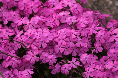 Vaste Plant Met Grote Roze Bloemen Bloemen