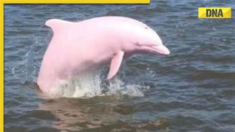 Rare Pink Dolphin Spotted In Louisiana Waters Viral Video Amazes Internet