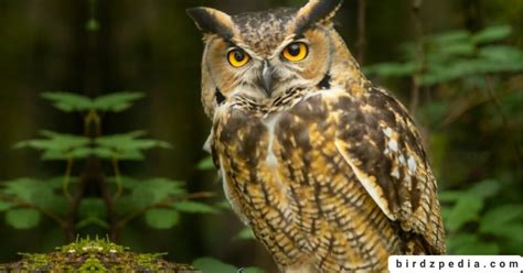 Owl Legs Anatomy And The Science Behind Silent Predators Secret Weapon