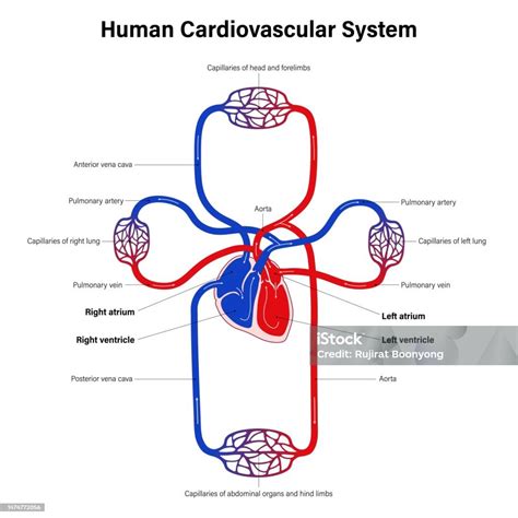 Diagram Sistem Kardiovaskular Manusia Sirkulasi Mamalia Sistem