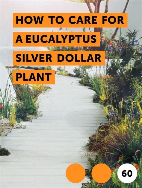 Silver Dollar Eucalyptus Tree Care Frank Roller