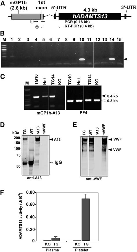 Schematic transgenic construct and characterization of transgenic mice ...