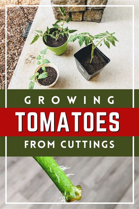 Learn How To Propagate Tomato Plants From Cuttings Check Out These