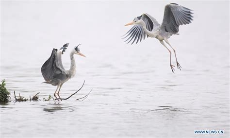 Great Blue Herons In Guanshanhu Park In Guiyang Global Times