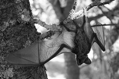 Grayscale Photo of a Bat Hanging on a Tree BranchFree Stock Photo
