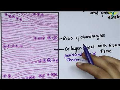 Fibrocartilage Connective Tissue Labeled