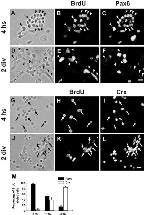 Timing Of Crx And Pax6 Expression In Retinal Progenitors In Culture