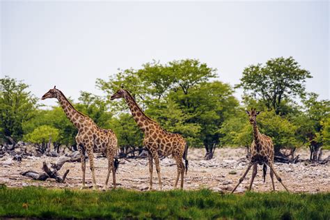 Days Safari Botswana Wild Whispers Africa