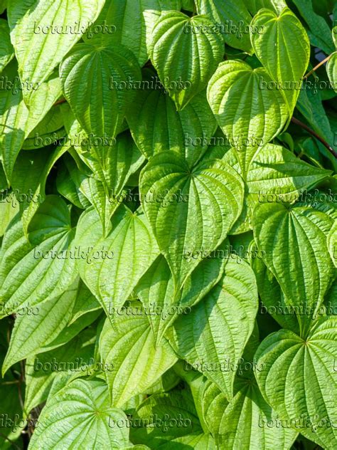 Image Wild Yam Dioscorea Villosa 438214 Images Of Plants And