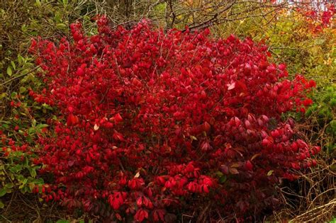 Fusain Du Japon Euonymus Plantation Entretien Taille Artofit