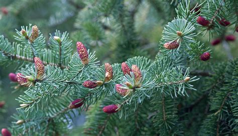 White Spruce Cone