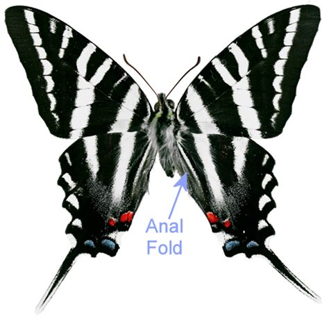 Zebra Swallowtail Butterfly Life Cycle