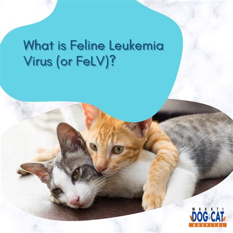 What is Feline Leukemia Virus (or FeLV)? - Makati Dog and Cat Hospital