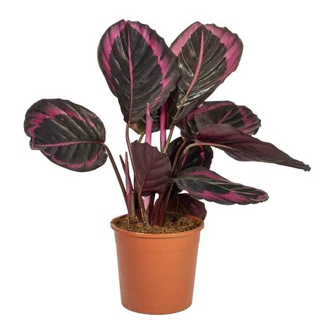 Calathea roseopicta Surprise Star - Rose Painted Calathea | Calathea ...