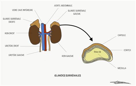 Glandes surrénales Fiches IDE