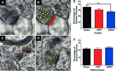 Decreased Docked Vesicles After Low Intensity Blast Exposure A B