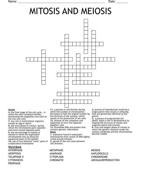 Mitosis And Meiosis Crossword Wordmint