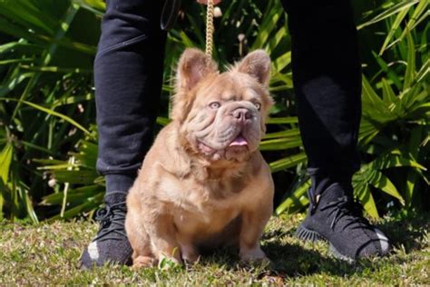 Conhe A Cachorro Mais Valioso Do Mundo Que Custa Mais De R Mil