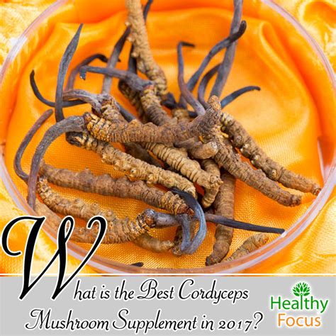 What Is The Best Cordyceps Mushroom Supplement In 2018 Healthy Focus