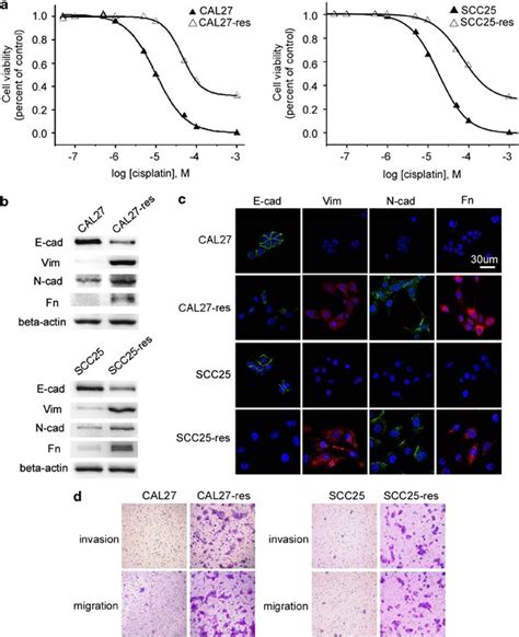 Mir 200b And Mir 15b Regulate Chemotherapy Induced Epithelial