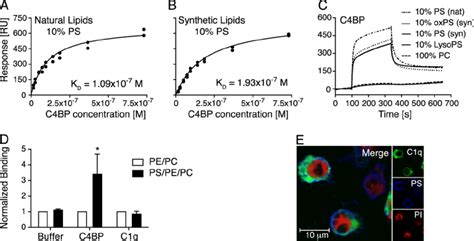 C4BP Binds Both Synthetic And Natural PS Incorporated In Liposomes And