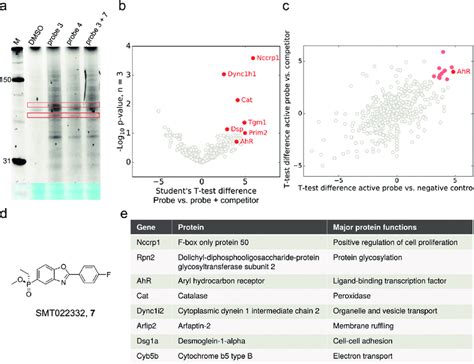 Target Identification By Chemical Proteomics A In Gel Fluorescence Of Download Scientific