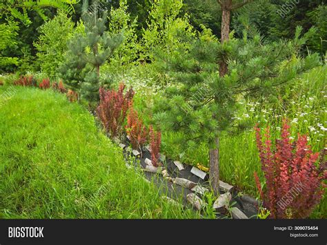 Red Leaves Barberry On Image And Photo Free Trial Bigstock